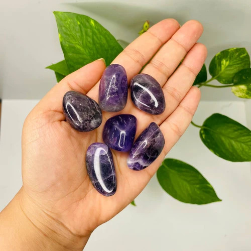 تامبل آمیتیست (دونه)