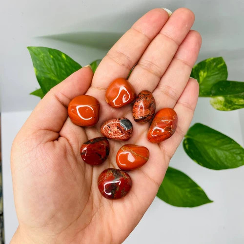 تامبل جاسپر سرخ (دونه)