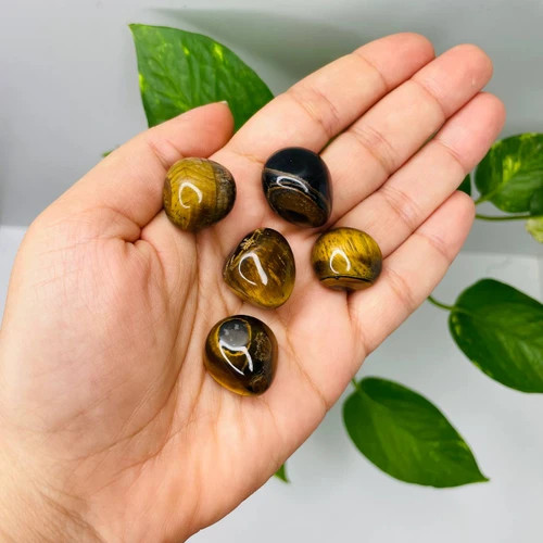 تامبل چشم ببر(دونه)